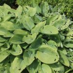 slug damage